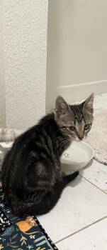 Checkers -  Tabby Cat Available for Adoption in Austin, Texas - Checkers | PetCurious