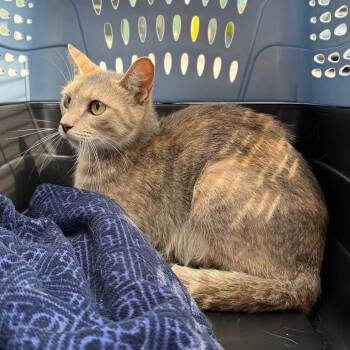 Hope -  Domestic Short Hair Cat for Adoption in Newark, New Jersey - Hope | PetCurious