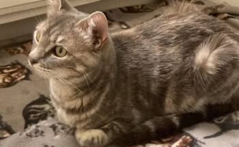 KANGA -  Domestic Short Hair Cat for Adoption in Sacramento, California - KANGA | PetCurious