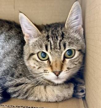 Domestic Short Hair Cats Available for Adoption in Honolulu, Hawaii - Robyn | PetCurious