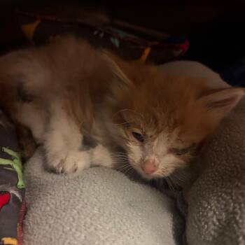 Domestic Short Hair Cats Available for Adoption in Bristol, Indiana - Steve | PetCurious