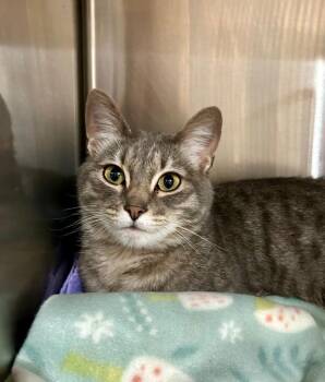 Dotty -  Domestic Short Hair Cat for Adoption in Cottonwood, Arizona - Dotty | PetCurious