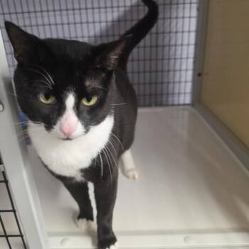 Tommy -  Domestic Short Hair Cat for Adoption in Pinellas Park, Florida - Tommy | PetCurious