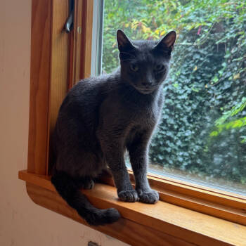 Rescue Russian Blue Cats for Adoption in New York, New York - LWNY-Stray-14079 | PetCurious