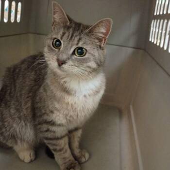 Domestic Short Hair Cats Available for Adoption in Roanoke, Virginia - Honey | PetCurious