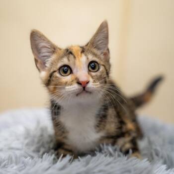 Bella -  Domestic Short Hair Cat for Adoption in Gainesville, Georgia - Bella | PetCurious