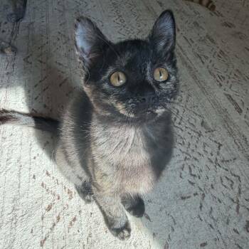 Pancake -  Domestic Short Hair Cat for Adoption in Martinsville, Indiana - Pancake | PetCurious
