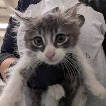 A883192 -  Domestic Medium Hair Cat for Adoption in Camarillo, California - A883192 | PetCurious