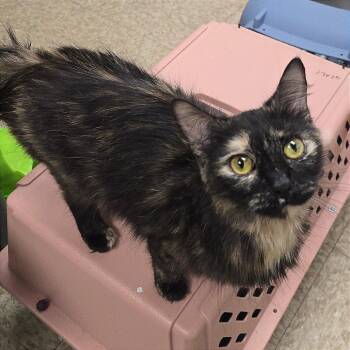 Miracle -  Domestic Medium Hair Cat for Adoption in Milan, Illinois - Miracle | PetCurious