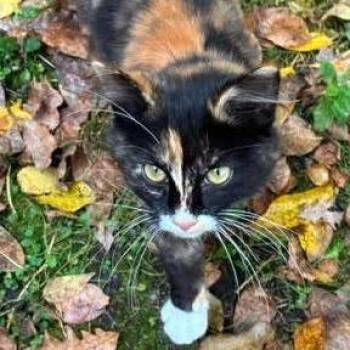 Elodie C12699 -  Domestic Short Hair Cat for Adoption - Elodie C12699 | PetCurious