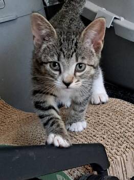 Rescue Domestic Short Hair Cats for Adoption in Bonita Springs, Florida - Harvest | PetCurious