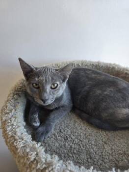 Macie -  Domestic Short Hair Cat for Adoption in Prineville, Oregon - Macie | PetCurious
