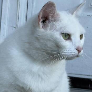 Dandelion -  Domestic Short Hair Cat for Adoption in Greensboro, North Carolina - Dandelion | PetCurious