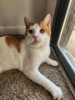 Rescue Domestic Short Hair Cats for Adoption in Powdersville, South Carolina - Frederick (AG) | PetCurious