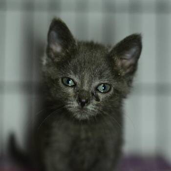 Ash -  Domestic Short Hair Cat for Adoption in Idaho Falls, Idaho - Ash | PetCurious