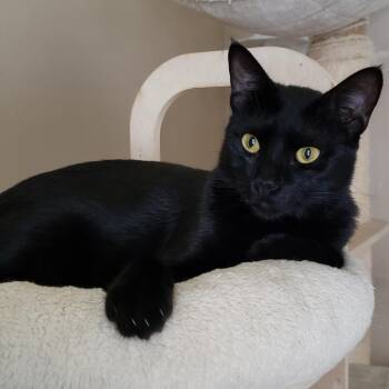 Gatto aka Dale -  Domestic Short Hair Cat for Adoption in Bulverde, Texas - Gatto Aka Dale | PetCurious