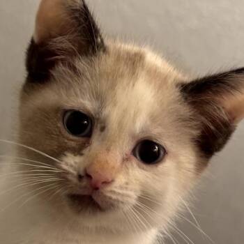 Carol -  Siamese and Domestic Medium Hair Cat for Adoption in Fayetteville, Georgia - Carol | PetCurious