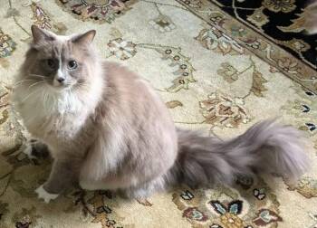BRYSON -  Ragdoll Cat for Adoption in Kenosha, Wisconsin - BRYSON | PetCurious
