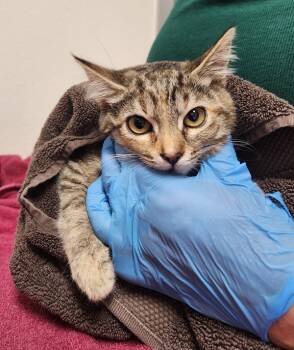 Twinkletoes -  Domestic Short Hair Cat for Adoption in Santa Rosa, California - Twinkletoes | PetCurious