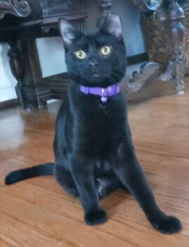 Rescue Domestic Short Hair Cats for Adoption in East Brunswick, New Jersey - Penny | PetCurious