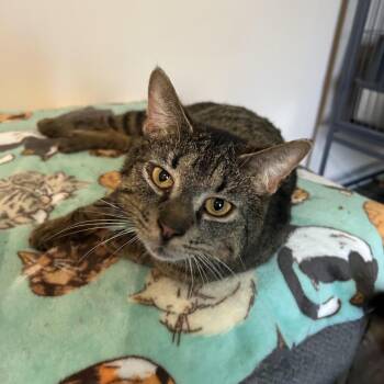 Pocket Wocket 55906 -  Domestic Short Hair Cat for Adoption in Eaton Rapids, Michigan - Pocket Wocket 55906 | PetCurious