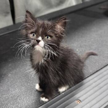 VHS -  Domestic Short Hair Cat for Adoption in Westminster, California - VHS | PetCurious