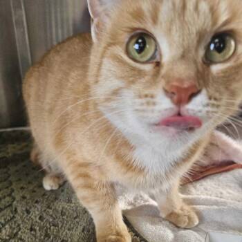 Domestic Short Hair Cats Available for Adoption in Dover, New Hampshire - Oatie | PetCurious