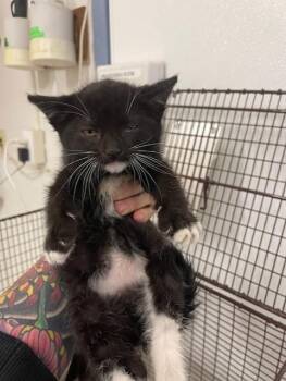 Domestic Short Hair Cats Available for Adoption in Hayward, California - A139194 | PetCurious