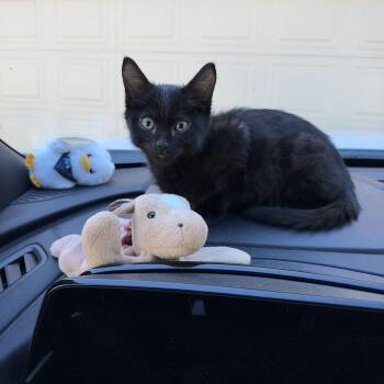 Castiel -  Domestic Short Hair Cat for Adoption in Denver, Colorado - Castiel | PetCurious
