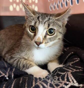 Diamond -  Domestic Short Hair Cat for Adoption in Raleigh, North Carolina - Diamond | PetCurious