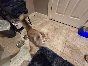 Domestic Medium Hair Cats Available for Adoption in Dayton, Ohio - Rose | PetCurious