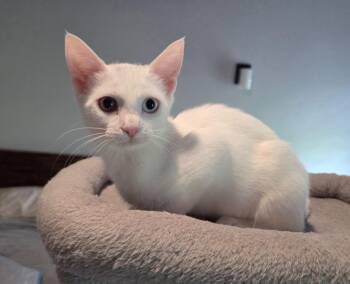 Calista -  Domestic Short Hair Cat for Adoption in Powdersville, South Carolina - Calista | PetCurious