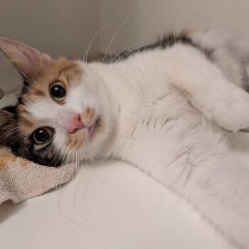 Bitsy -  Domestic Long Hair Cat for Adoption in Manistique, Michigan - Bitsy | PetCurious