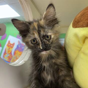 June -  Domestic Medium Hair Cat for Adoption in Cheyenne, Wyoming - June | PetCurious
