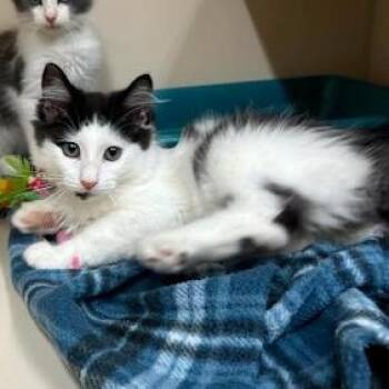 Taffy -  Domestic Medium Hair Cat for Adoption in Bethel, Connecticut - Taffy | PetCurious