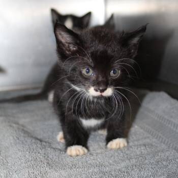 Van Halen -  Domestic Medium Hair Cat for Adoption in Auburn, Alabama - Van Halen | PetCurious