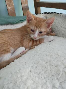 Domestic Short Hair Cats Available for Adoption in Hardeeville, South Carolina - Miles | PetCurious