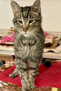 Domestic Short Hair Cats Available for Adoption in Lacon, Illinois - Kyle | PetCurious