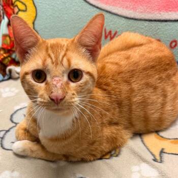 Domestic Short Hair Cats Available for Adoption in Corydon, Indiana - SLUGGER | PetCurious
