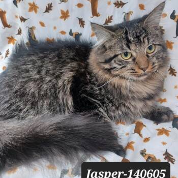 Domestic Long Hair Cats Available for Adoption in New Tazewell, Tennessee - Jasper | PetCurious