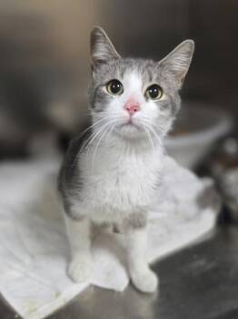 Sweet Corn -  Domestic Short Hair Cat for Adoption in Westland, Michigan - Sweet Corn | PetCurious