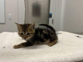 Lucero -  Domestic Short Hair Cat for Adoption in Kansas City, Missouri - Lucero | PetCurious