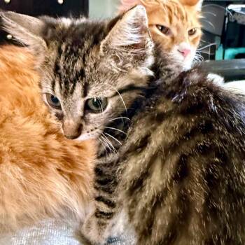 Zira 18 -  Domestic Short Hair Cat for Adoption in Austin, Texas - Zira 18 | PetCurious