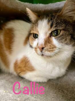 Domestic Short Hair Cats Available for Adoption in West Union, Ohio - Callie | PetCurious