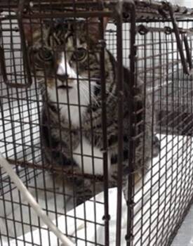 Domestic Short Hair Cats Available for Adoption in San Francisco, California - TIGER | PetCurious