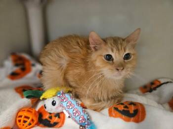 Domestic Medium Hair Cats Available for Adoption in Fort Collins, Colorado - Carnelian | PetCurious