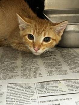 Crush -  Domestic Short Hair Cat for Adoption in Wichita, Kansas - Crush | PetCurious