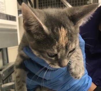 A431393 -  Domestic Short Hair Cat for Adoption in Conroe, Texas - A431393 | PetCurious