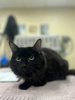 Domestic Long Hair Cats Available for Adoption in Aliquippa, Pennsylvania - ATHENA | PetCurious