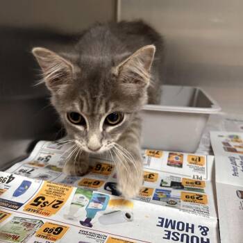 Jigsaw -  Domestic Short Hair Cat for Adoption in Roxboro, North Carolina - Jigsaw | PetCurious
